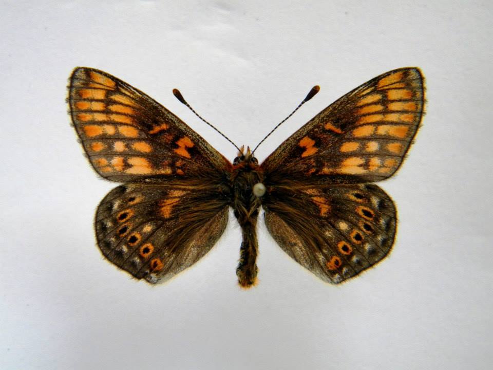 Euphydryas aurinia (cold shock abberant) 3 (Internet Image property of respective owner, non-commercial use only)